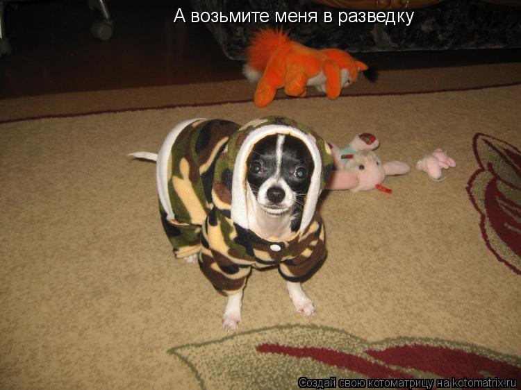 А возьмите меня в разведку... Котоматрица: А возьмите меня в разведку
