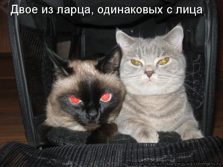 Двое из ларца, одинаковых с лица... Котоматрица: Двое из ларца, одинаковых с лица