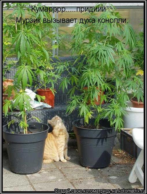 Кумарррр.....придиии Мурзик вызывает духа конопли.... Котоматрица: Кумарррр.....придиии Мурзик вызывает духа конопли.