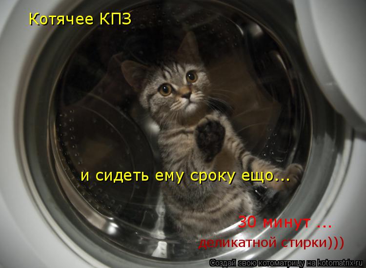Котячее КПЗ и сидеть ему сроку ещо... 30 минут ... деликатной стирки)))... Котоматрица: Котячее КПЗ и сидеть ему сроку ещо... 30 минут ... деликатной стирки)))