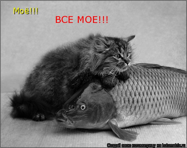 Моё!!! ВСЕ МОЕ!!!... Котоматрица: Моё!!! ВСЕ МОЕ!!!
