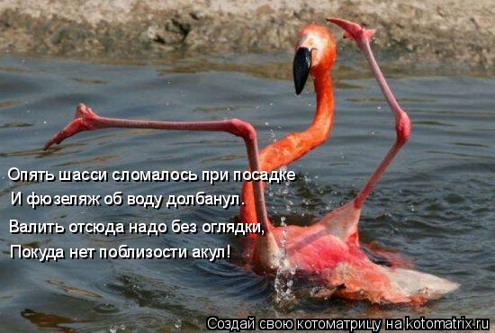 Котоматрица: Опять шасси сломалось при посадке  И фюзеляж об воду долбанул. Валить отсюда надо без оглядки,  Покуда нет поблизости акул!