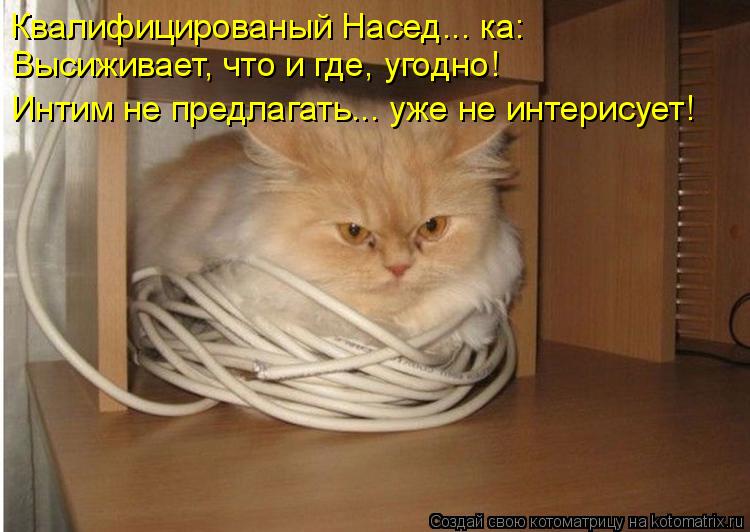Квалифицированый Насед... ка: Высиживает, что и где, угодно! Интим не предлагать... уже не интерис... Котоматрица: Квалифицированый Насед... ка: Высиживает, что и где, угодно! Интим не предлагать... уже не интерисует!