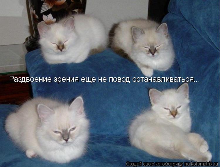 Раздвоение зрения еще не повод останавливаться...... Котоматрица: Раздвоение зрения еще не повод останавливаться...