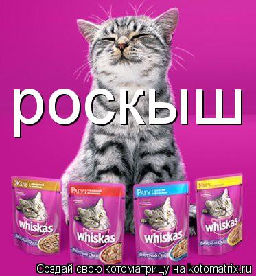 роскыш... Котоматрица: роскыш