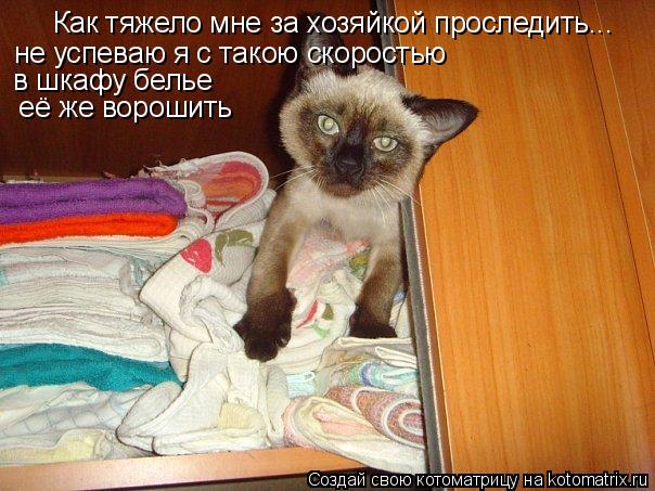 Как тяжело мне за хозяйкой проследить... не успеваю я с такою скоростью в шкафу белье её же ворошит... Котоматрица: Как тяжело мне за хозяйкой проследить... не успеваю я с такою скоростью в шкафу белье её же ворошить