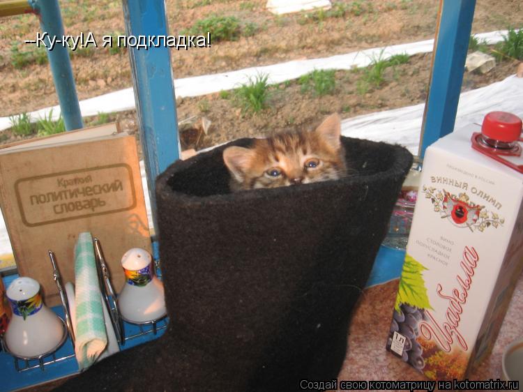 --Ку-ку!А я подкладка!... Котоматрица: --Ку-ку!А я подкладка!