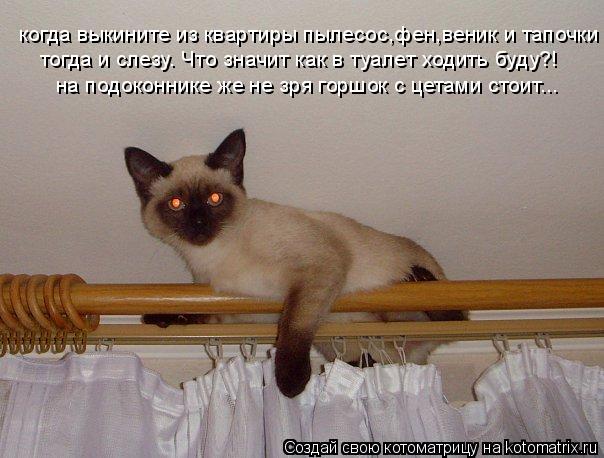 когда выкините из квартиры пылесос,фен,веник и тапочки тогда и слезу. Что значит как в туалет ходить... Котоматрица: когда выкините из квартиры пылесос,фен,веник и тапочки тогда и слезу. Что значит как в туалет ходить буду?! на подоконнике же не зря горшок с