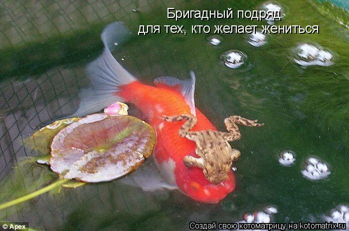 Бригадный подряд для тех, кто желает жениться... Котоматрица: Бригадный подряд для тех, кто желает жениться