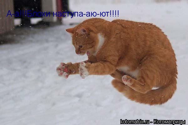 А-а!!!Блохи наступа-аю-ют!!!!... Котоматрица: А-а!!!Блохи наступа-аю-ют!!!!