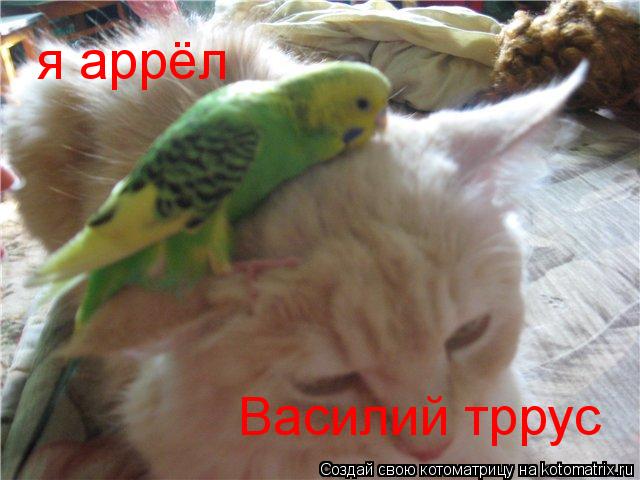 я аррёл Василий тррус... Котоматрица: я аррёл Василий тррус