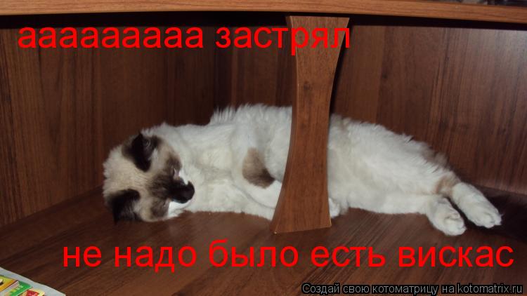ааааааааа застрял не надо было есть вискас... Котоматрица: ааааааааа застрял не надо было есть вискас