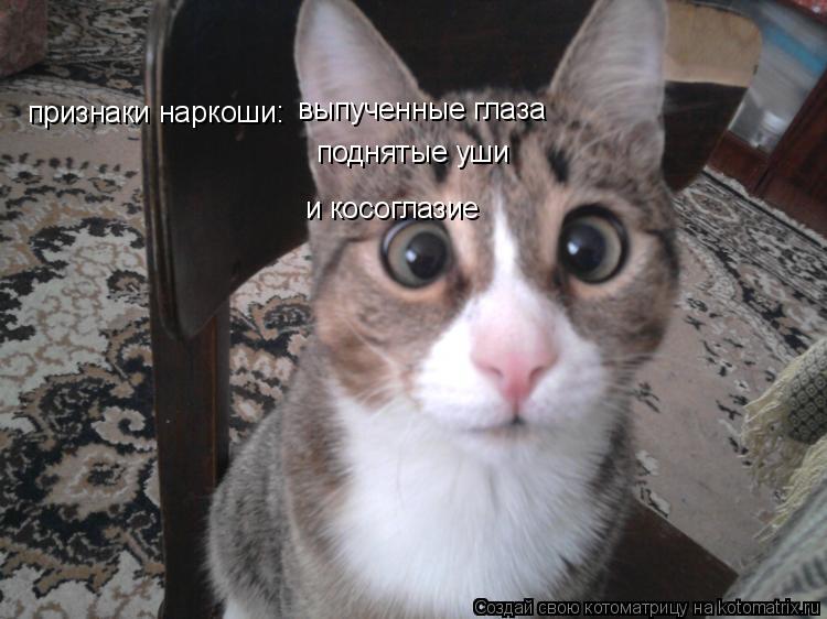 признаки наркоши: выпученные глаза поднятые уши и косоглазие... Котоматрица: признаки наркоши: выпученные глаза поднятые уши и косоглазие