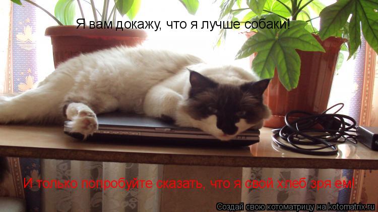Я вам докажу, что я лучше собаки! И только попробуйте сказать, что я свой хлеб зря ем!... Котоматрица: Я вам докажу, что я лучше собаки! И только попробуйте сказать, что я свой хлеб зря ем!