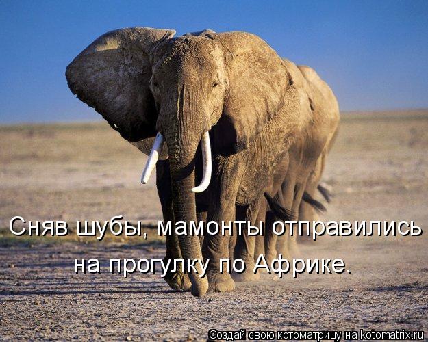Сняв шубы, мамонты отправились на прогулку по Африке.... Котоматрица: Сняв шубы, мамонты отправились на прогулку по Африке.