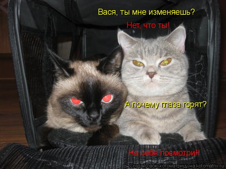 Вася, ты мне изменяешь? Нет, что ты! А почему глаза горят? На себя посмотри!!... Котоматрица: Вася, ты мне изменяешь? Нет, что ты! А почему глаза горят? На себя посмотри!!
