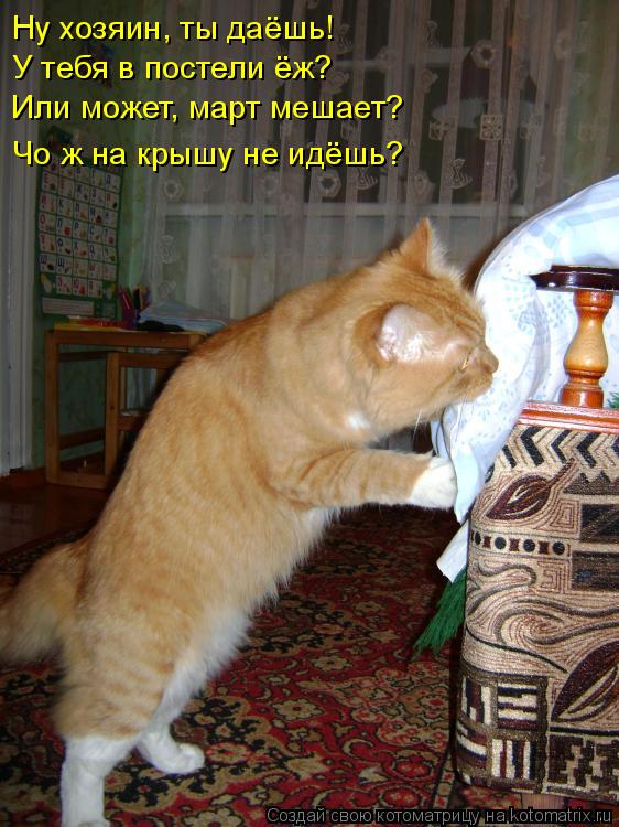 Ну хозяин, ты даёшь! У тебя в постели ёж? Или может, март мешает? Чо ж на крышу не идёшь?... Котоматрица: Ну хозяин, ты даёшь! У тебя в постели ёж? Или может, март мешает? Чо ж на крышу не идёшь?