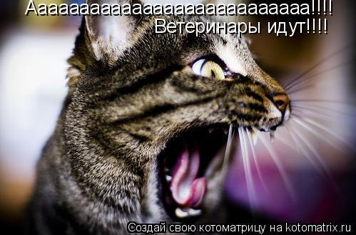 Ааааааааааааааааааааааааааа!!!! Ветеринары идут!!!!... Котоматрица: Ааааааааааааааааааааааааааа!!!! Ветеринары идут!!!!