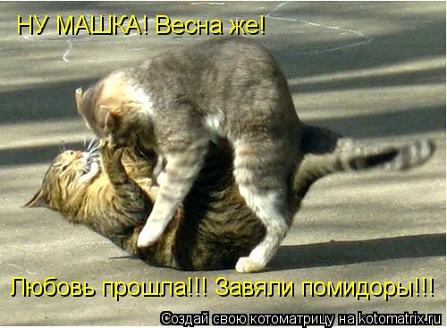 Любовь прошла!!! Завяли помидоры!!! НУ МАШКА! Весна же!... Котоматрица: Любовь прошла!!! Завяли помидоры!!! НУ МАШКА! Весна же!