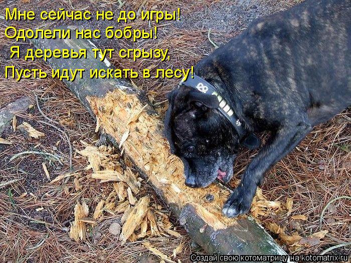 Мне сейчас не до игры! Одолели нас бобры! Я деревья тут сгрызу, Пусть идут искать в лесу!... Котоматрица: Мне сейчас не до игры! Одолели нас бобры! Я деревья тут сгрызу, Пусть идут искать в лесу!