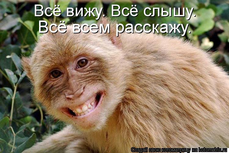 Всё всем расскажу. Всё вижу. Всё слышу.... Котоматрица: Всё всем расскажу. Всё вижу. Всё слышу.