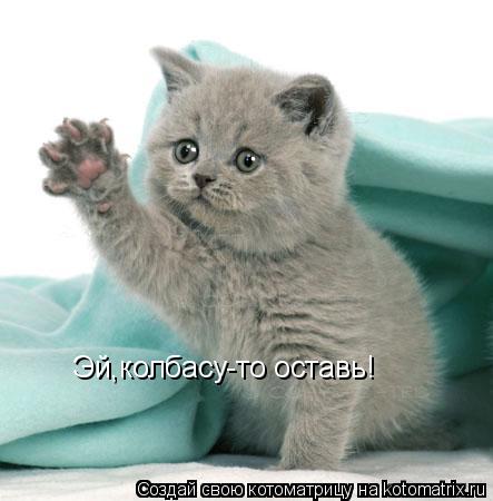 Эй,колбасу-то оставь!... Котоматрица: Эй,колбасу-то оставь!