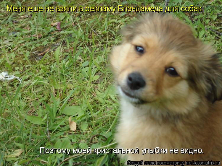 Поэтому моей кристальной улыбки не видно. Меня еще не взяли в рекламу Блэндамеда для собак.... Котоматрица: Поэтому моей кристальной улыбки не видно. Меня еще не взяли в рекламу Блэндамеда для собак.