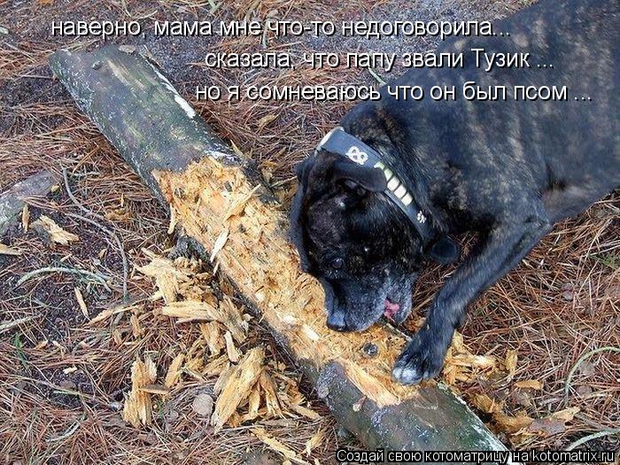 наверно, мама мне что-то недоговорила... сказала, что папу звали Тузик ... но я сомневаюсь что он был... Котоматрица: наверно, мама мне что-то недоговорила... сказала, что папу звали Тузик ... но я сомневаюсь что он был псом ...