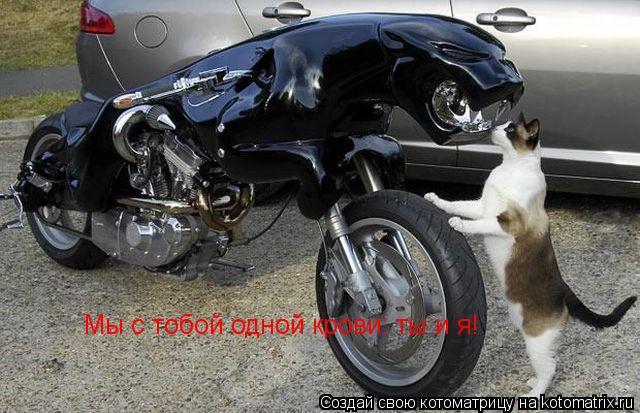 Мы с тобой одной крови: ты и я!... Котоматрица: Мы с тобой одной крови: ты и я!