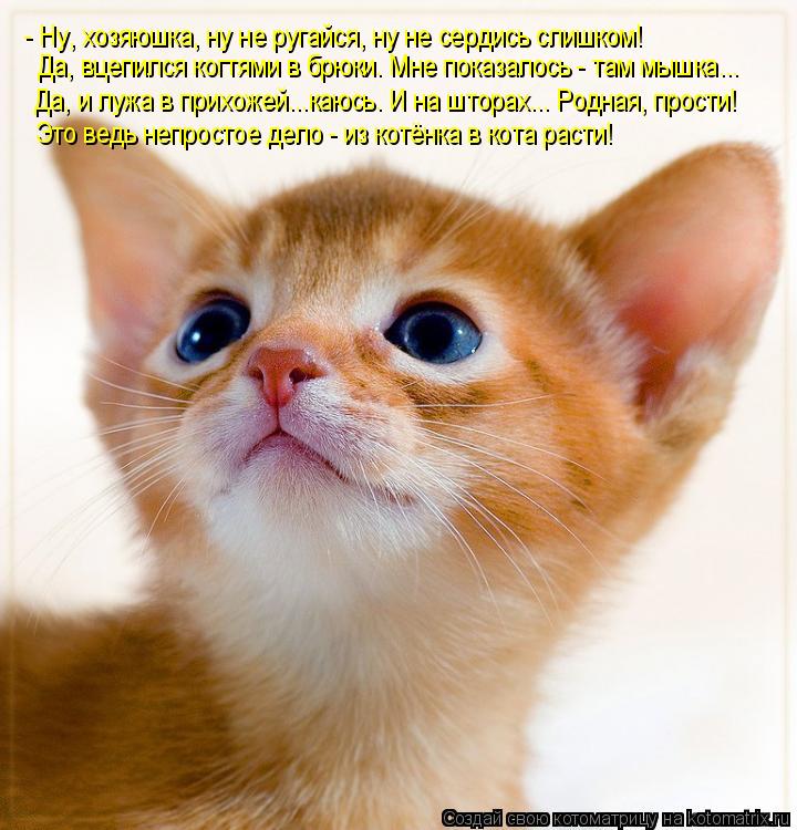 - Ну, хозяюшка, ну не ругайся, ну не сердись слишком! Да, вцепился когтями в брюки. Мне показалось - ... Котоматрица: - Ну, хозяюшка, ну не ругайся, ну не сердись слишком! Да, вцепился когтями в брюки. Мне показалось - там мышка... Да, и лужа в прихожей...каюсь. И н