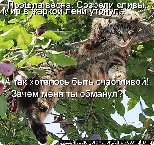 Прошла весна. Созрели сливы. А так хотелось быть счастливой! Зачем меня ты обманул? Мир в жаркой лени... Котоматрица: Прошла весна. Созрели сливы. А так хотелось быть счастливой! Зачем меня ты обманул? Мир в жаркой лени утонул...