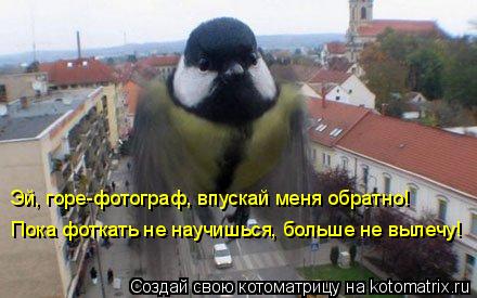 Эй, горе-фотограф, впускай меня обратно! Пока фоткать не научишься, больше не вылечу!... Котоматрица: Эй, горе-фотограф, впускай меня обратно! Пока фоткать не научишься, больше не вылечу!