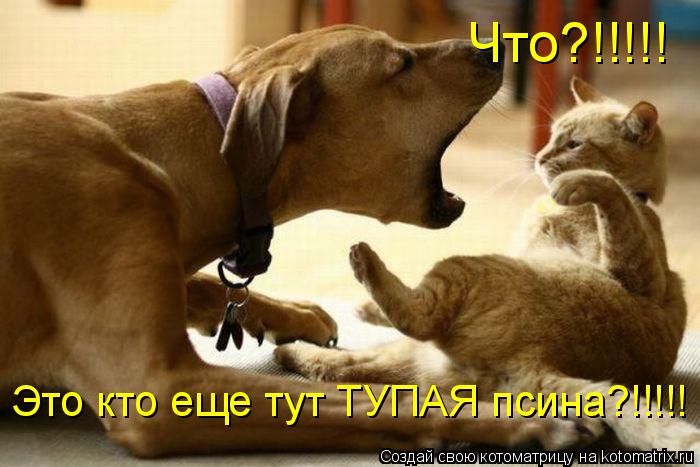 Что?!!!!! Это кто еще тут ТУПАЯ псина?!!!!!... Котоматрица: Что?!!!!! Это кто еще тут ТУПАЯ псина?!!!!!