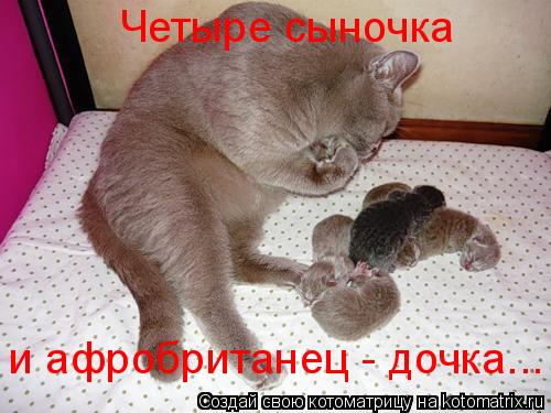 Четыре сыночка и афробританец - дочка...... Котоматрица: Четыре сыночка и афробританец - дочка...