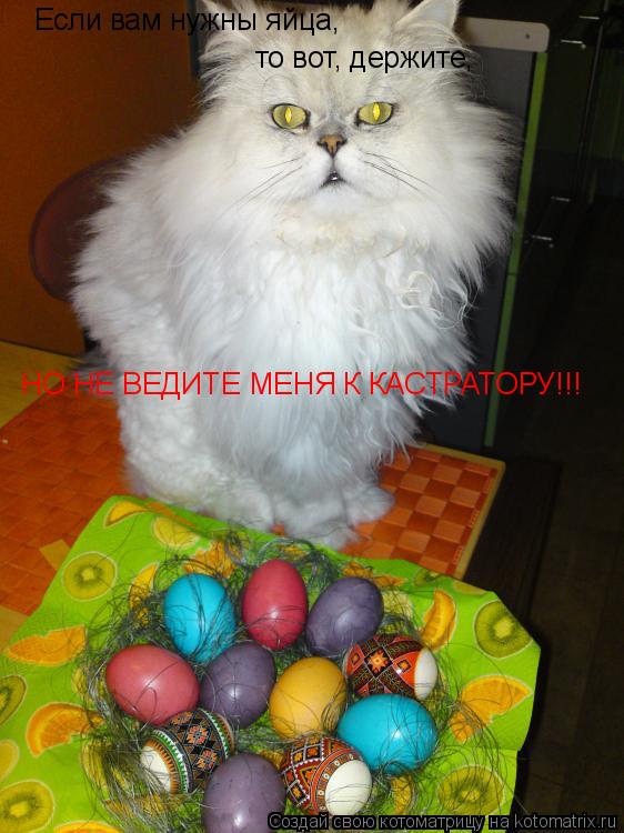 Если вам нужны яйца, то вот, держите, НО НЕ ВЕДИТЕ МЕНЯ К КАСТРАТОРУ!!!... Котоматрица: Если вам нужны яйца, то вот, держите, НО НЕ ВЕДИТЕ МЕНЯ К КАСТРАТОРУ!!!