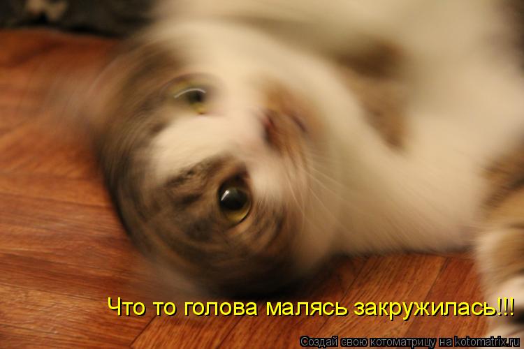 Что то голова малясь закружилась!!!... Котоматрица: Что то голова малясь закружилась!!!