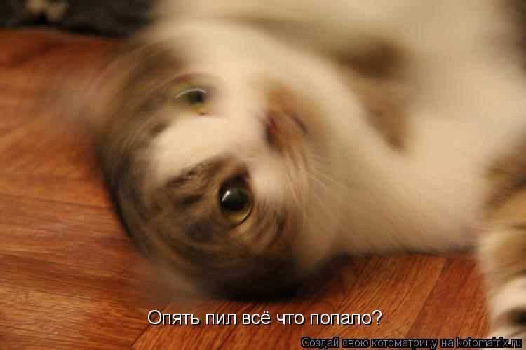 Опять пил всё что попало?... Котоматрица: Опять пил всё что попало?