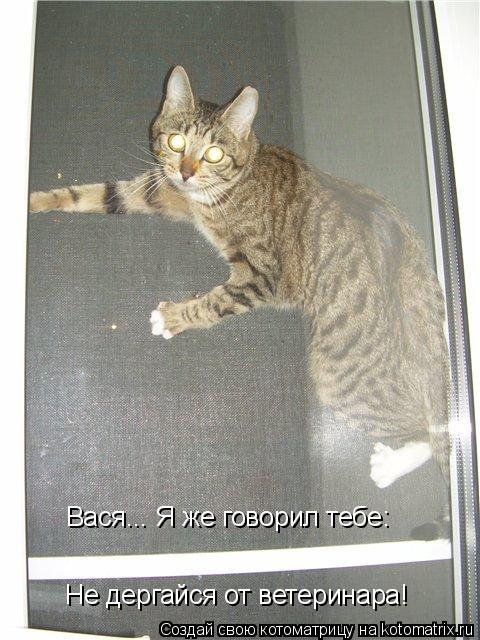 Вася... Я же говорил тебе: Не дергайся от ветеринара!... Котоматрица: Вася... Я же говорил тебе: Не дергайся от ветеринара!