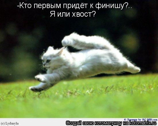 -Кто первым придёт к финишу?.. Я или хвост?... Котоматрица: -Кто первым придёт к финишу?.. Я или хвост?