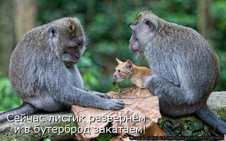 Сейчас листик развернём и в бутерброд закатаем!... Котоматрица: Сейчас листик развернём и в бутерброд закатаем!