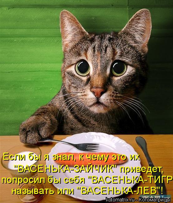 Если бы я знал, к чему это их "ВАСЕНЬКА-ЗАЙЧИК" приведет, попросил бы себя "ВАСЕНЬКА-ТИГР" называть и... Котоматрица: Если бы я знал, к чему это их "ВАСЕНЬКА-ЗАЙЧИК" приведет, попросил бы себя "ВАСЕНЬКА-ТИГР" называть или "ВАСЕНЬКА-ЛЕВ"!