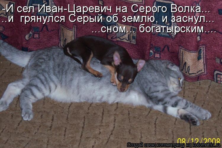 -И сел Иван-Царевич на Серого Волка... ..и грянулся Серый об землю, и заснул... ...сном... богатырск... Котоматрица: -И сел Иван-Царевич на Серого Волка... ..и грянулся Серый об землю, и заснул... ...сном... богатырским....