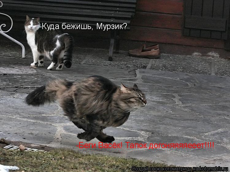 -Куда бежишь, Мурзик? -Беги Васёк! Тапок догоняяяяееет!!!!... Котоматрица: -Куда бежишь, Мурзик? -Беги Васёк! Тапок догоняяяяееет!!!!