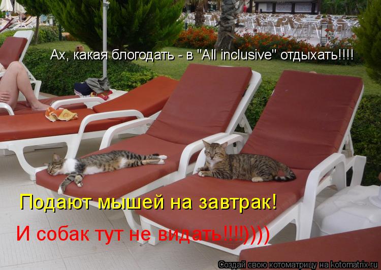 Ах, какая блогодать - в "All inclusive" отдыхать!!!! Подают мышей на завтрак! И собак тут не видать!... Котоматрица: Ах, какая блогодать - в "All inclusive" отдыхать!!!! Подают мышей на завтрак! И собак тут не видать!!!!))))