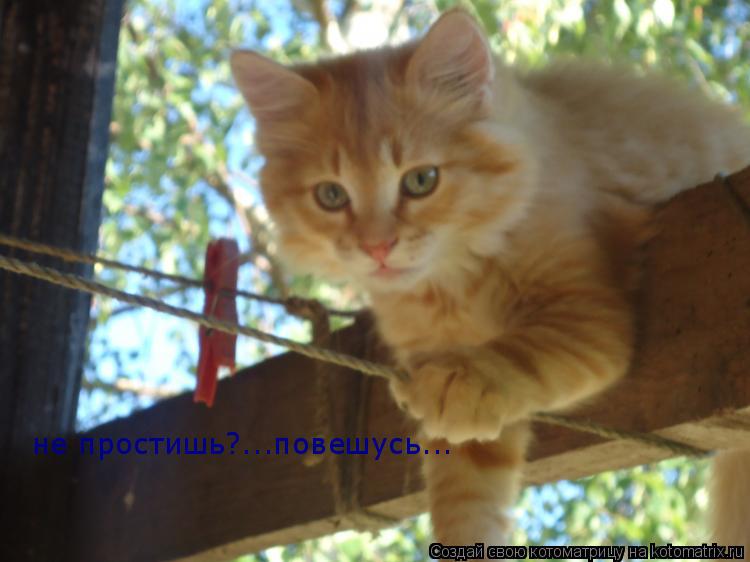 Котоматрица: не простишь?...повешусь...