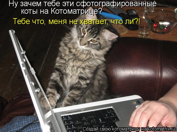 Котоматрица: Ну зачем тебе эти сфотографированные  коты на Котоматрице? Тебе что, меня не хватает, что ли?!