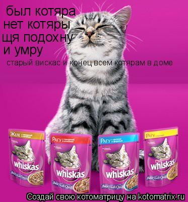был котяра нет котяры щя подохну и умру старый вискас и конец всем котярам в доме... Котоматрица: был котяра нет котяры щя подохну и умру старый вискас и конец всем котярам в доме