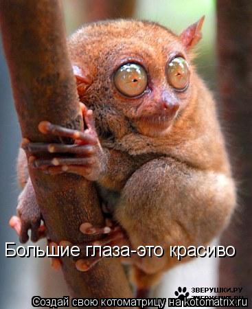 Большие глаза-это красиво... Котоматрица: Большие глаза-это красиво