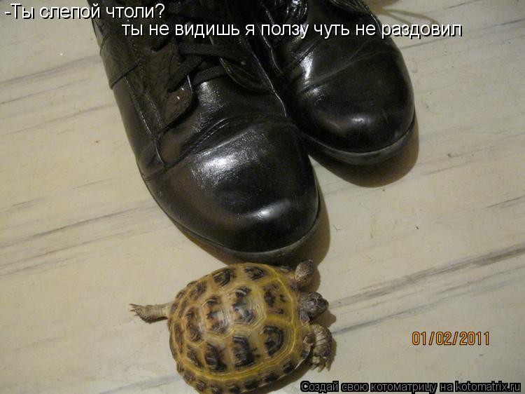 -Ты слепой чтоли? -Ты слепой чтоли? ты не видишь я ползу чуть не раздовил ты не видишь я ползу чуть н... Котоматрица: -Ты слепой чтоли? -Ты слепой чтоли? ты не видишь я ползу чуть не раздовил ты не видишь я ползу чуть не раздовил