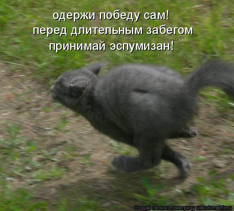 Котоматрица: одержи победу сам! перед длительным забегом принимай эспумизан!